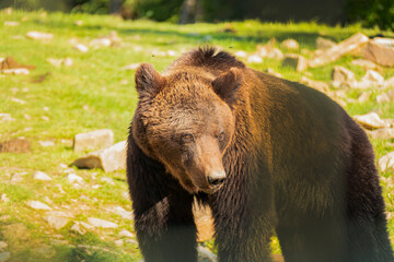 Brown wild bear in the forest. Wildlife animal background. Taiga bear predator.