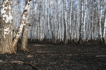 Fototapeta premium Birch grove after the fire. Surviving trees. Ecology concept