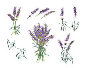 Set of lavender flowers. Watercolor illustration with violet bouquet - obrazy, fototapety, plakaty