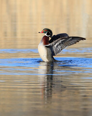 Colorful Wood Duck landing on the lake, Quebec, Canada