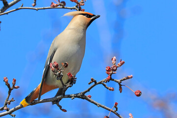 Bohemian waxwing perched on the tree