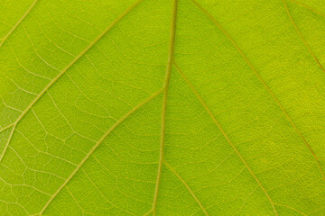 Naklejka na ściany i meble green macro leaf,Green leaves background. Leaf texture,background texture green leaf structure macro photography