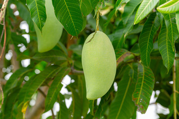 mango on the tree,Mango on the tree with nature background.Fruit,
Mango Tree,Agriculture,Australasia,Australia,Australian Culture,Backgrounds,Beauty In Nature, - obrazy, fototapety, plakaty