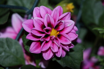 pink flower