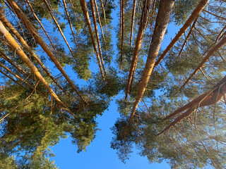 Pine tree tops