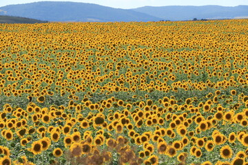 field of sunflowers