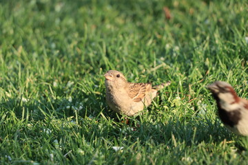 bird on grass