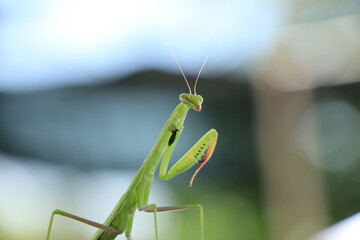 green praying mantis
