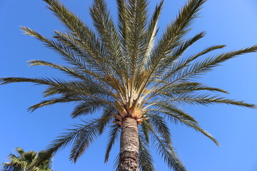 Obraz na płótnie Canvas palm tree against sky