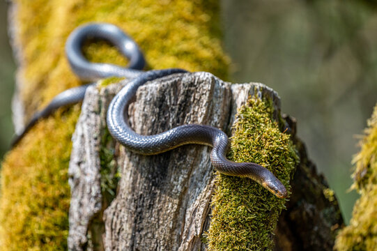 Aesculapian Snake, Zamenis longissimus, The San River Valley, Bieszczady, Poland.