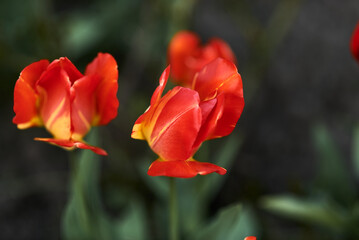 Photo of red tulips growing in a flower bed. Spring flowers. Gift for a girl. Nature is beautiful. Fresh scent.