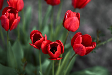 Obraz premium Photo of red tulips growing in a flower bed. Spring flowers. Gift for a girl. Nature is beautiful. Fresh scent.