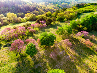 Drone View of Spring Trees with Pink Blossom