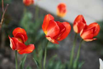 Photo of red tulips growing in a flower bed. Spring flowers. Gift for a girl. Nature is beautiful. Fresh scent.
