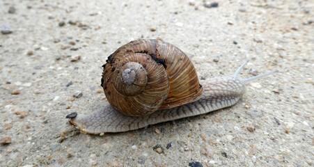 A Roman snail (Burgundy snail, edible snail, or escargot) passing the footpath. His name in Latin is helix pomatia. Seen in Germany, where they are on the list of specially protected species.