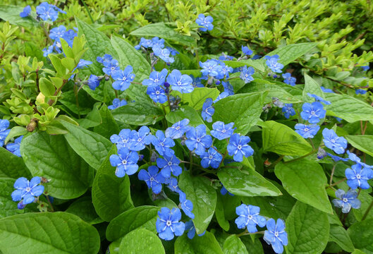 A Siberian bugloss plant (great forget-me-not, largeleaf brunnera or heartleaf) with lovely blue flowers after the rain. Latin name of this plant is: Brunnera macrophylla