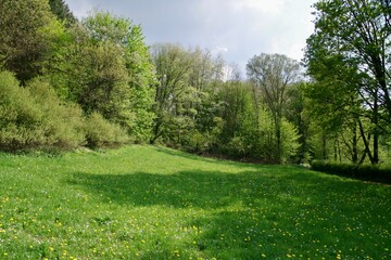 Fototapeta na wymiar Blumenwiese Landschaft
