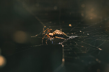 Spider walking on the webs