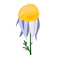 Chamomile white vector single illustration
