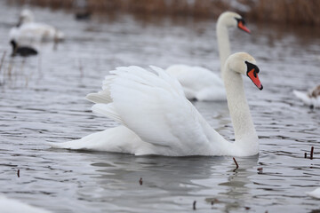 Obraz premium Flock swans swims in the pond. Wintering of wild birds in the city. Survival of birds, nature care, ecology environment concept, fauna ecosystem