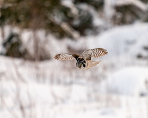 majestic Northern hawk-owl flying