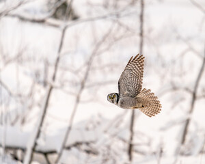 Majestic Northern hawk-owl flying