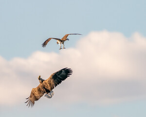 White-tailed eagle with osprey