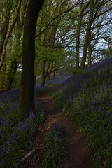 a path leading down a forest filled with bluebells