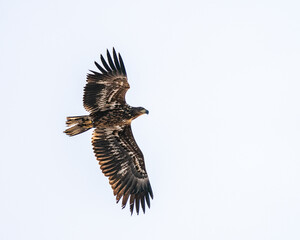 White-tailed eagle flying