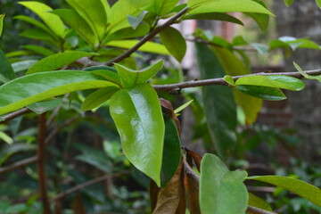 plants leaves