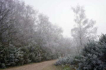 Obraz na płótnie Canvas Misty footpath in the countryside