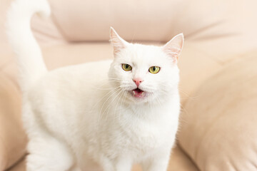Naklejka na ściany i meble A domestic cat. White fluffy purebred British cat. Portrait. Pets