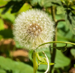 White dandelion on a green field in detail