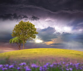 Fototapeta na wymiar cloudy sky meadow field and tree on hill ,wild roses bush ,sun beam light summer countrysude nature background