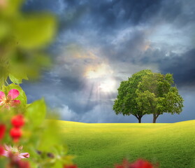 cloudy  sky meadow field and tree on hill  ,wild roses bush ,sun beam  light summer  countrysude nature background