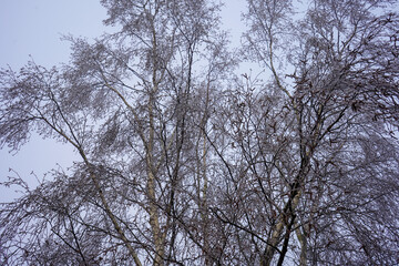 Close up of frost covered branches in the winter
