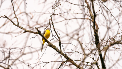 Grey wagtail on a tree