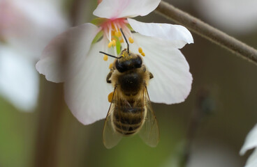 Macro photo honey bee on cherry blossoms in spring season in garden. Insect collect nectar and spread pollen. Apiculture. Branches of white flowers and young green leaves on fruit tree in sunny day.
