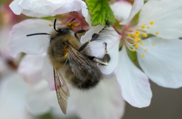 Macro photo bumblebee on cherry blossoms in spring season in garden. Insect collect nectar and...