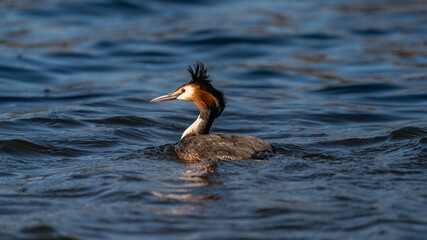 Great crested grebe swimming in water