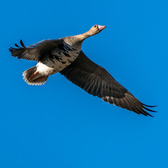 Greater white-fronted goose in flight