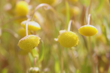 petites fleurs pastille jaunes