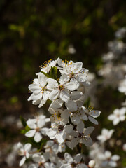 white flowers from the blossoming fruit tree of a beautiful sunny spring