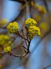 green flowering Common Maple on a warm and sunny day