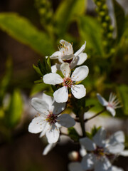 white flowers from the blossoming fruit tree of a beautiful sunny spring