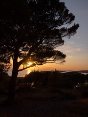 croatian tree at golden sunset