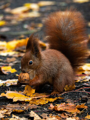 ruda wiewiórka jedząca orzecha na ścieżce spacerowej w parku pośród kolorowych, jesiennych liści