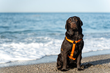 Brown labrador dog sitting at the beach on a breezy summer day