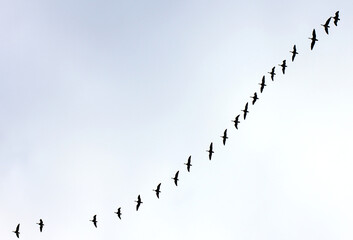 a flock of flying wild geese against the blue sky in the clouds