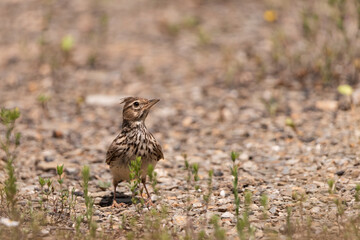 cogujada común sobre el suelo del bosque (Galerida cristata)